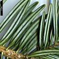 SpeciesSub: subsp. salouenensis
